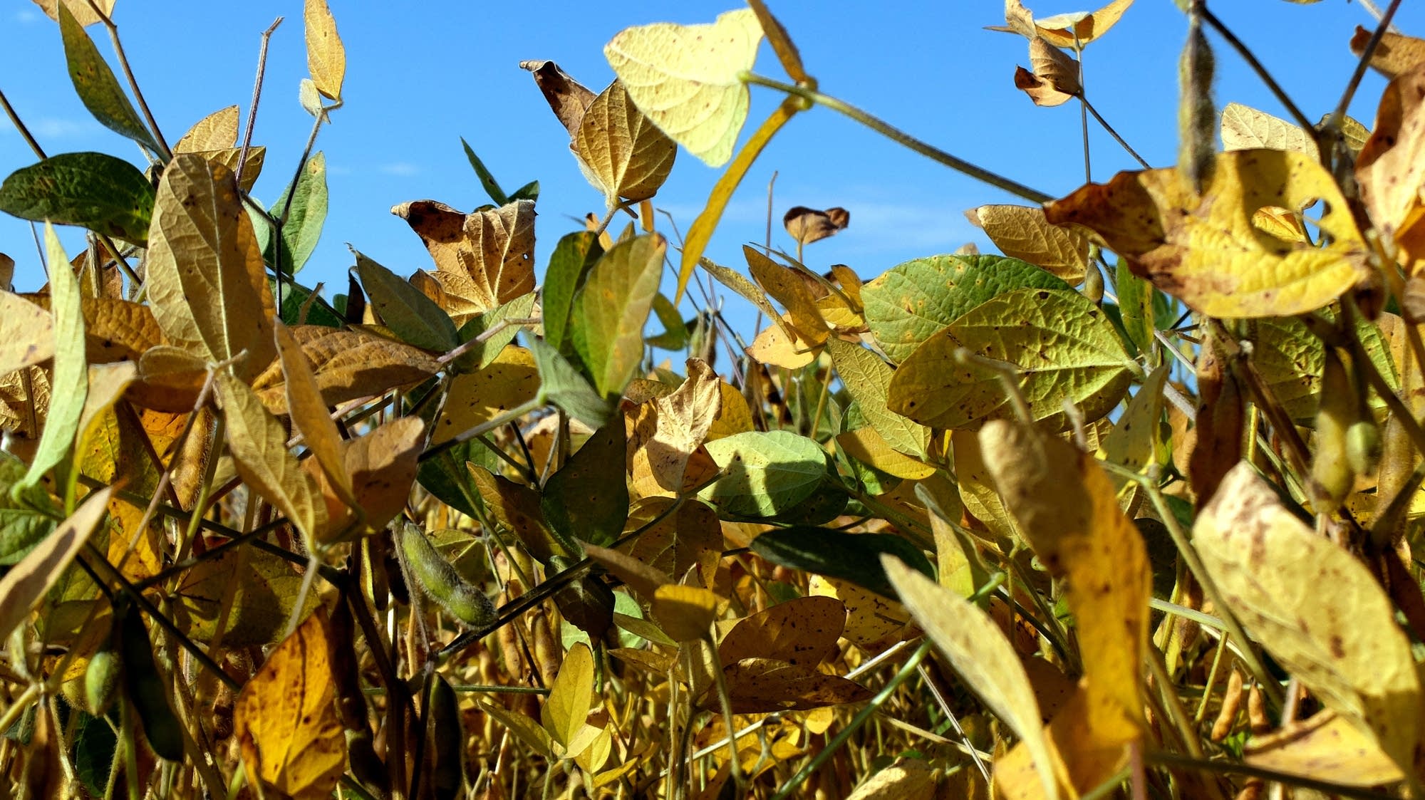 For soybean farmers, a likely banner harvest with nowhere to sell MPR