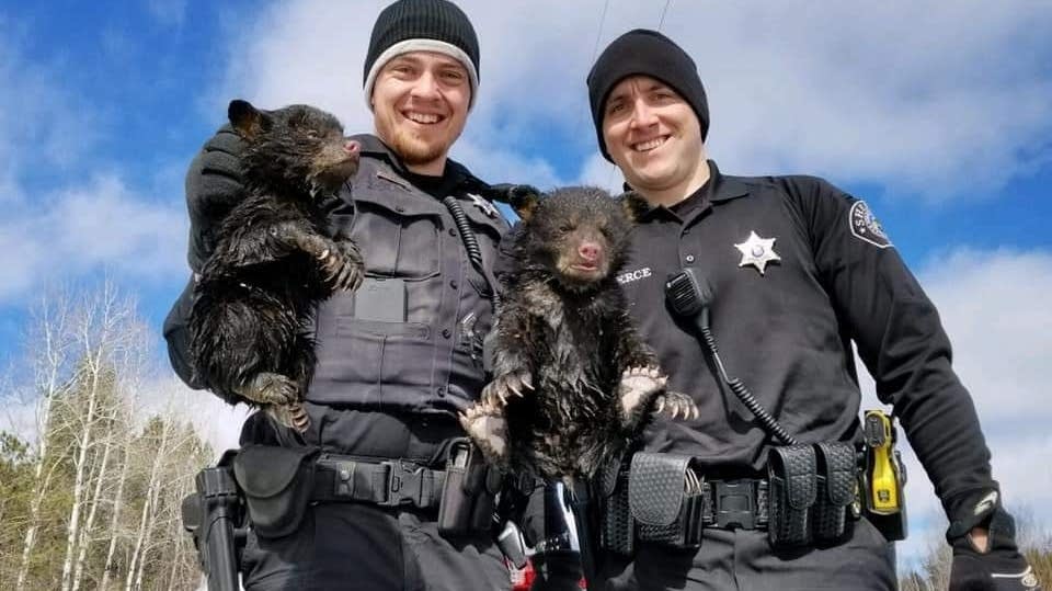 Wisconsin deputies rescue 2 bear cubs trapped in flooded den MPR News