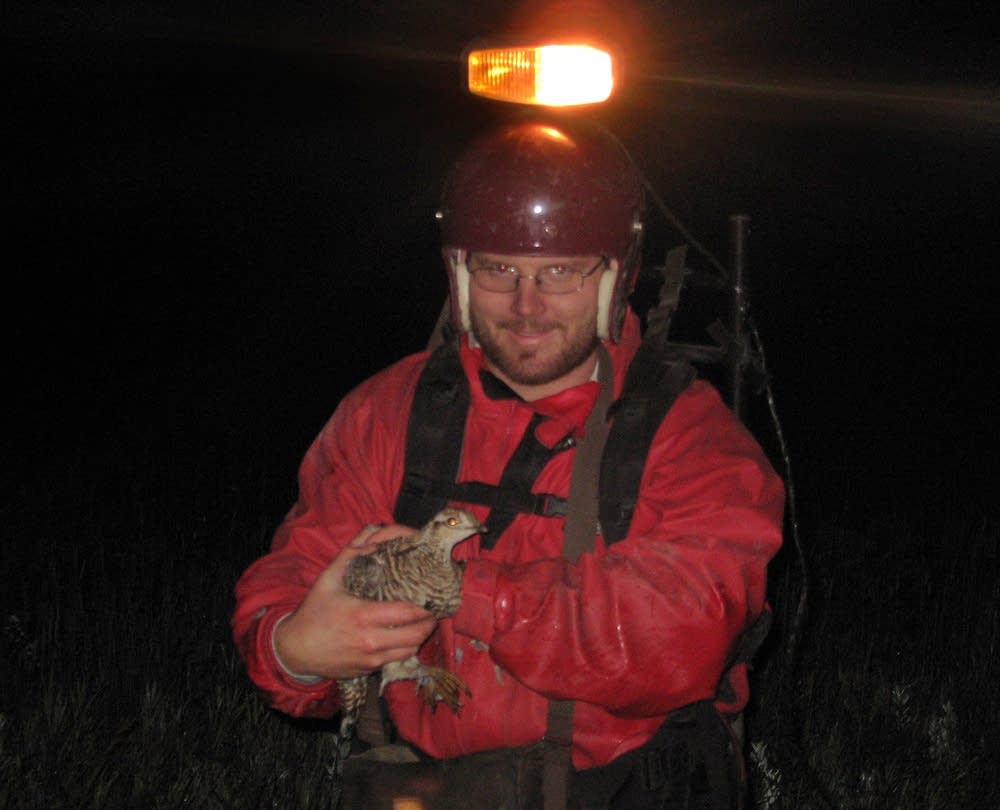Caught prairie chicken