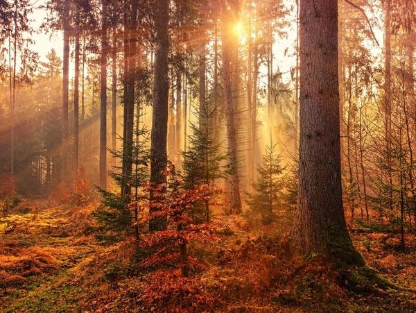 An autumn woodland scene.