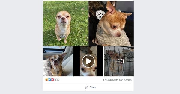 A collage of photos of a Chihuahua on Facebook