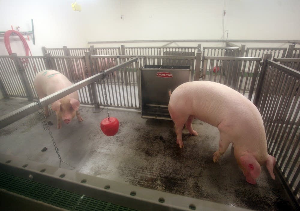Islet cells from pigs
