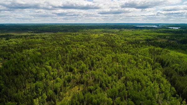 In this aerial view of forests, trees stretch to the horizon. 