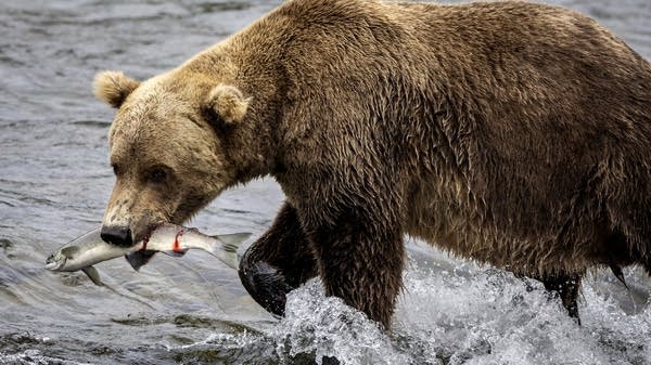 Make Me Smart: Fat Bear Week Edition 