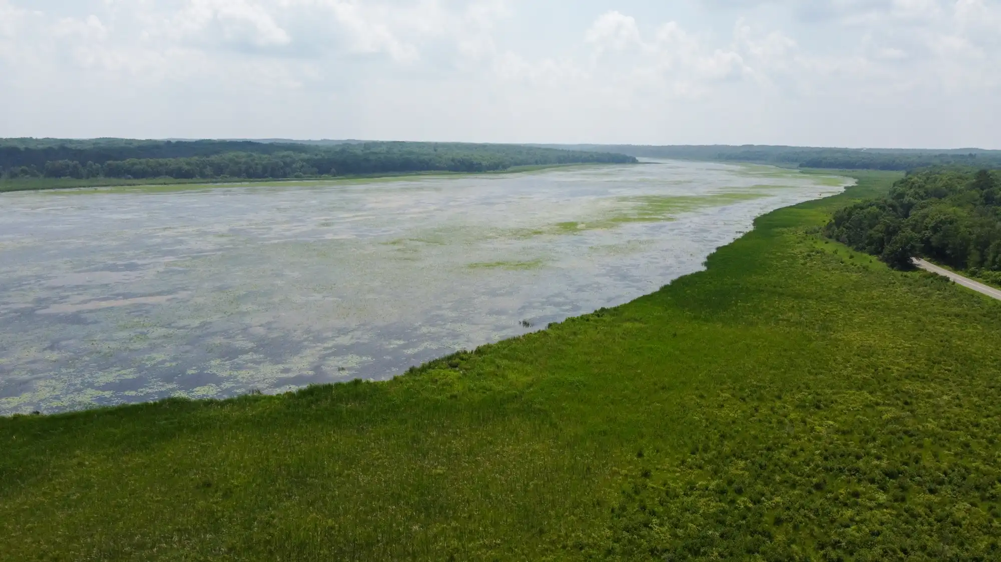 Survival of wild rice threatened by climate change, increased rainfall in northern Minnesota - Vimarsana News