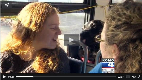 Dog takes bus to dog park by itself