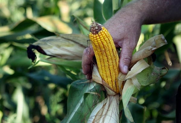 Healthy ear of corn