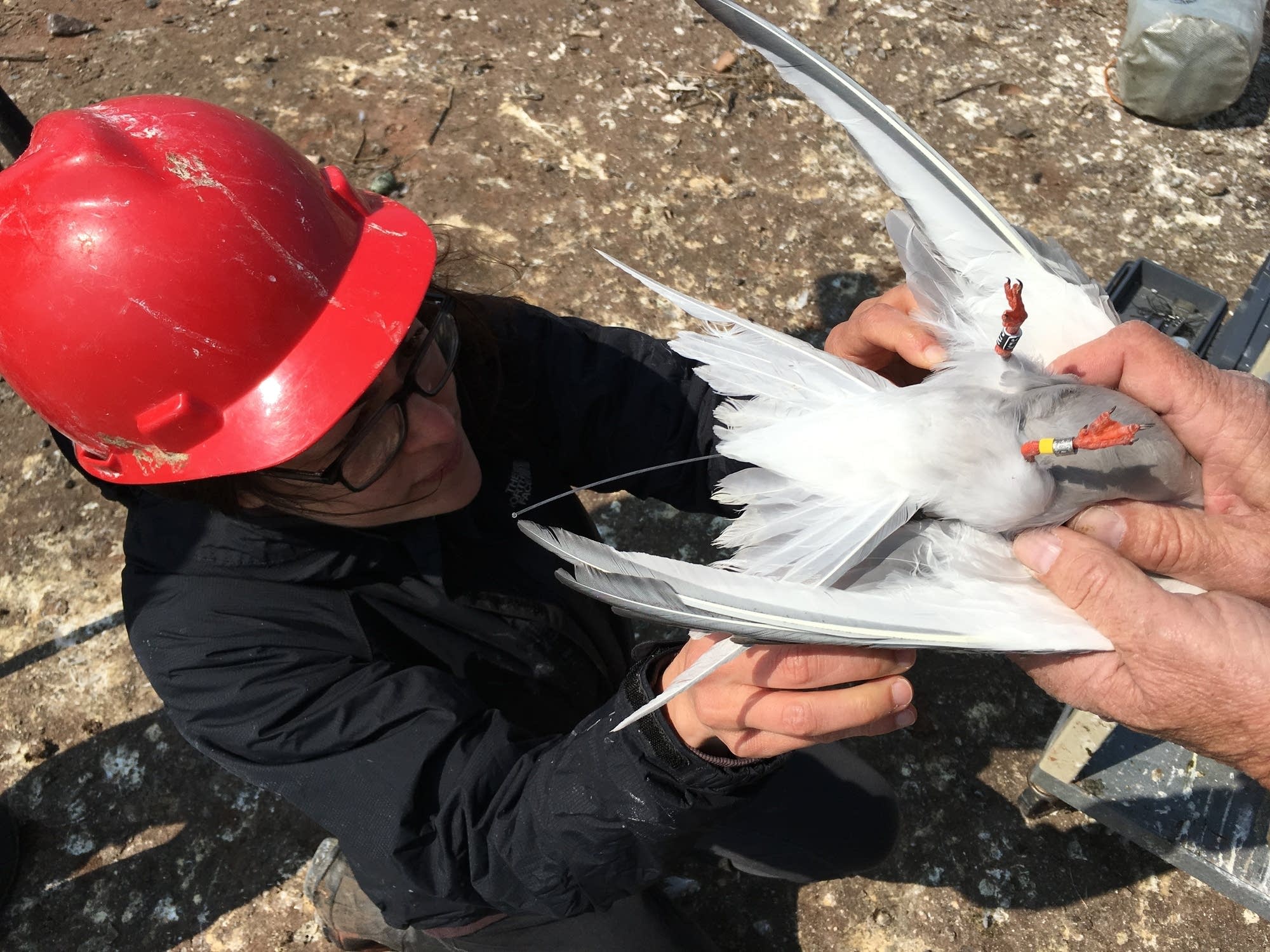 Researcher Annie Bracey attaches a radio transmitter to a common tern.