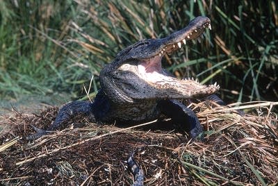 Gator
