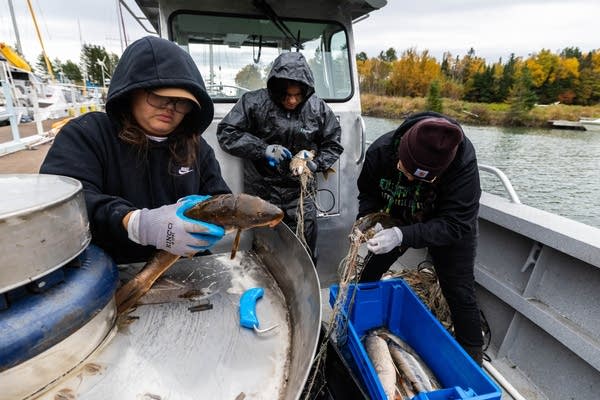 Lake Superior tribal lake trout netting