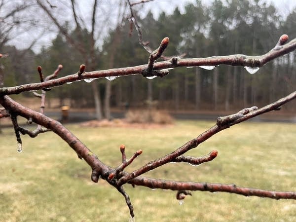 ice on plants