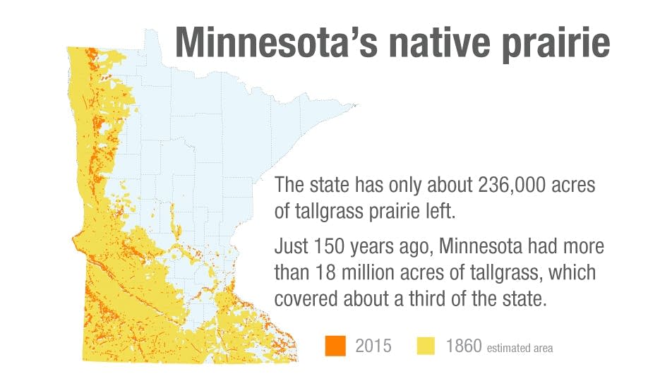 Minnesota's native prairie