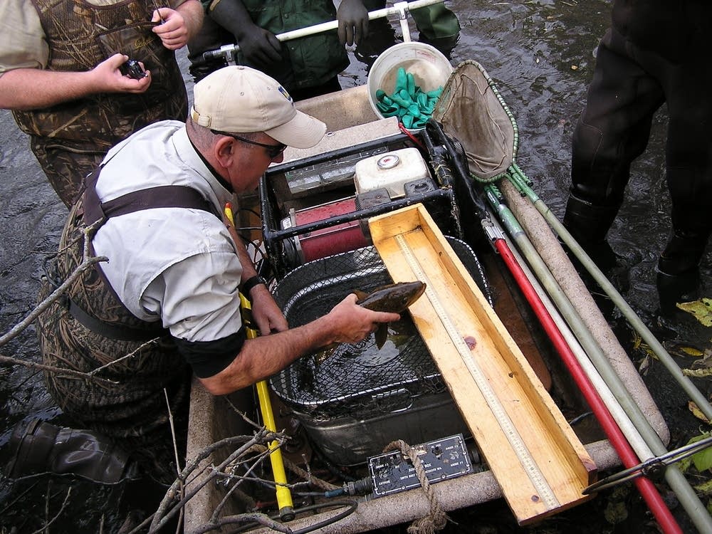 Catching fish