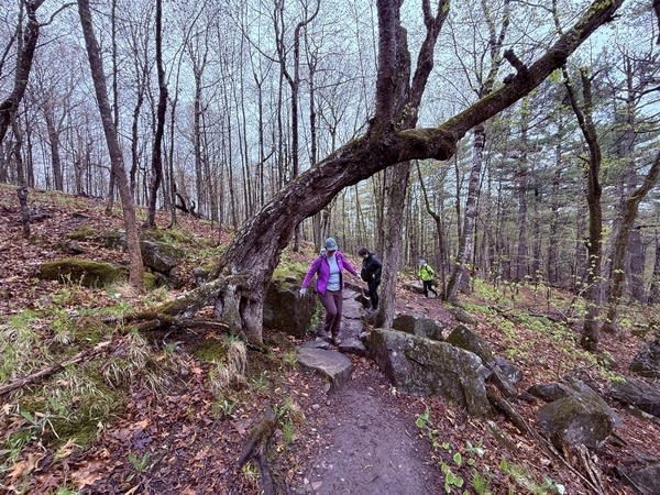 A tree arches over a hiking trail as hikers walk under it.