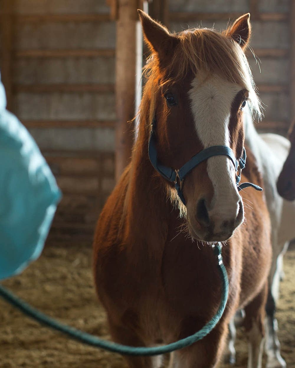 Heartland Girls' Ranch helps heal underage victims of sex trafficking | MPR  News