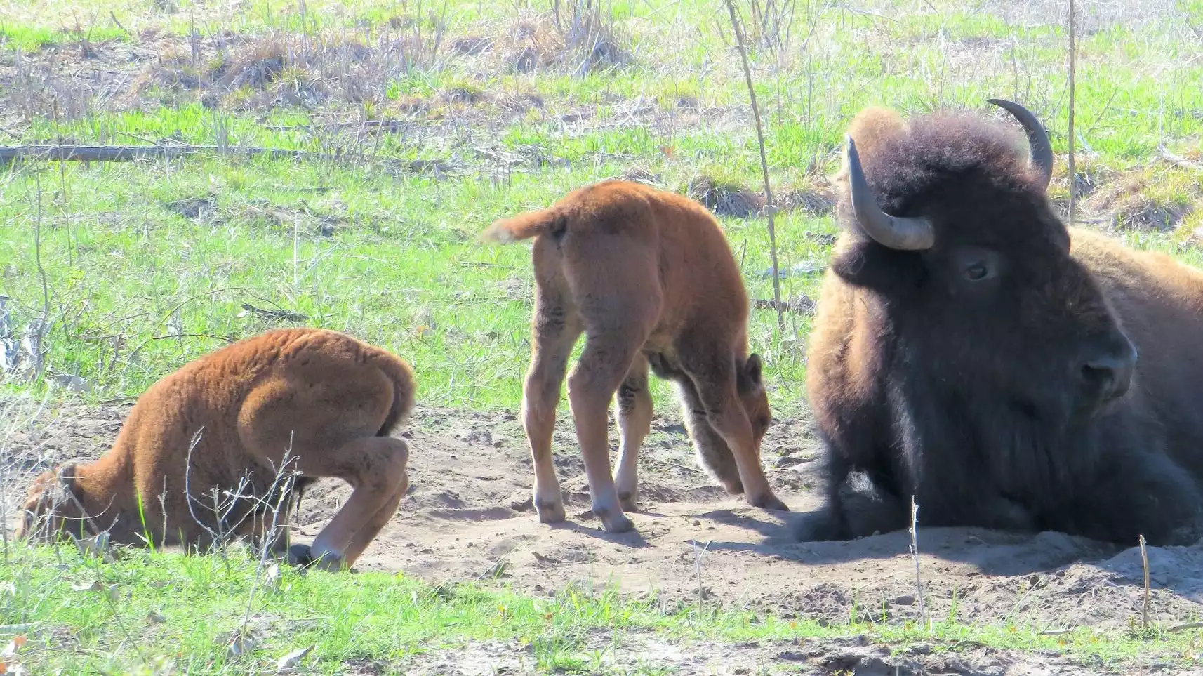 First bison babies arrive at Minneopa State Park MPR News