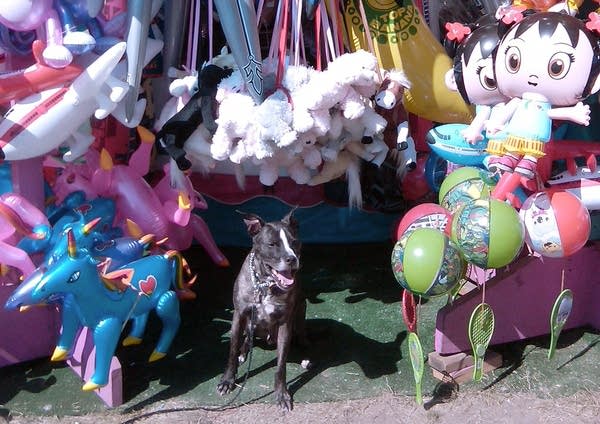 Ansel at the fair