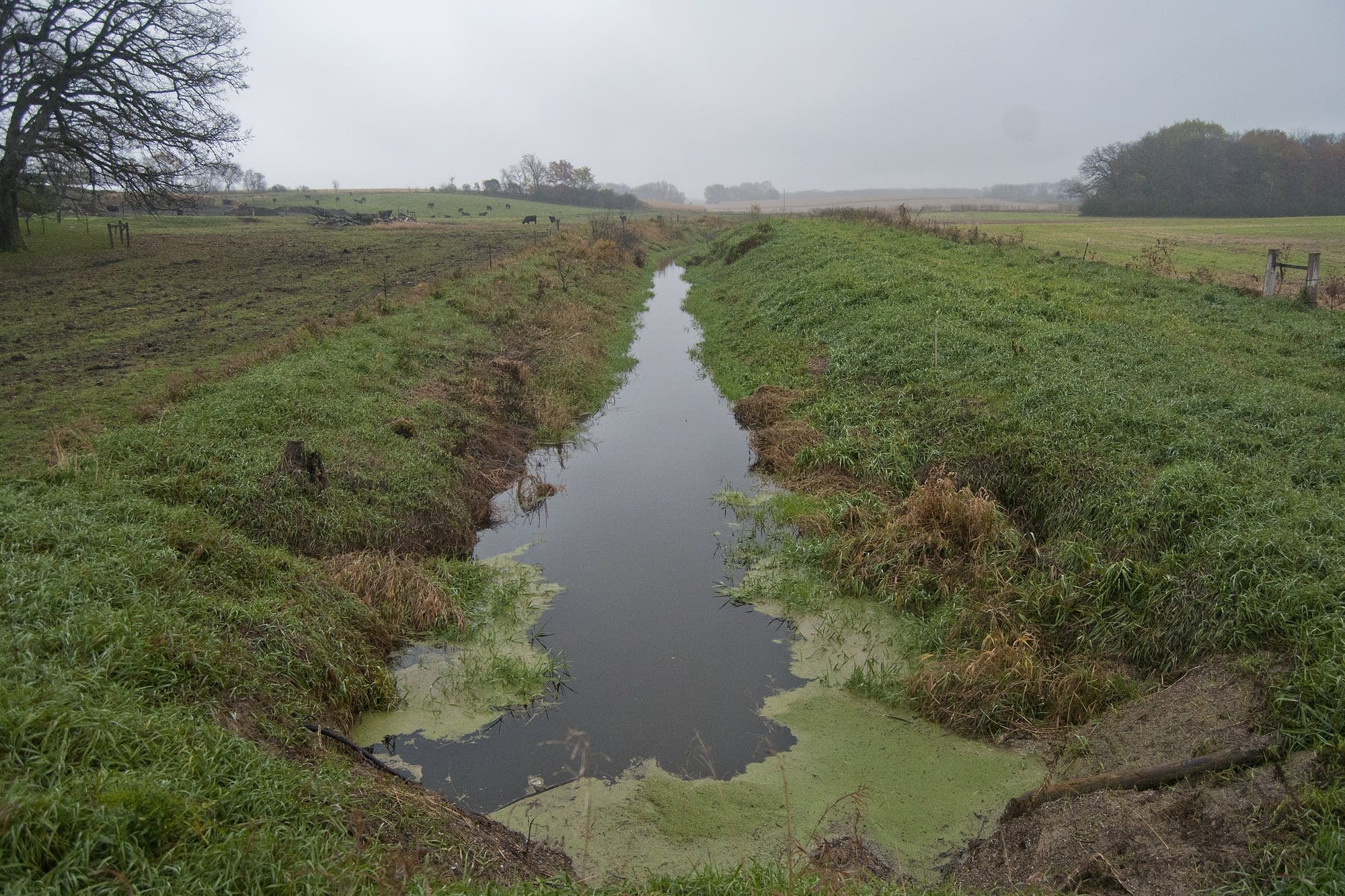 The ditch on Rollie Norton's farmland