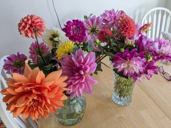 Dahlias on October 22