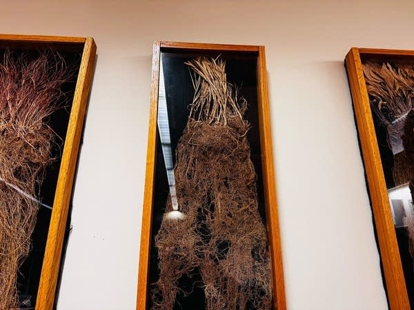 Dried roots are displayed in a wood and glass frame on a wall.