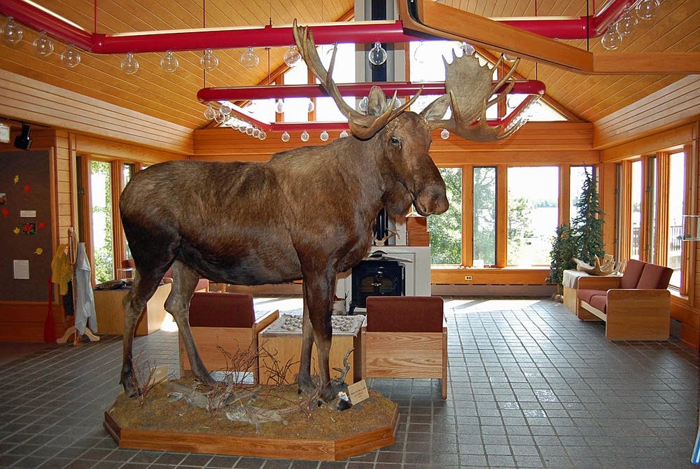 Moose greeting