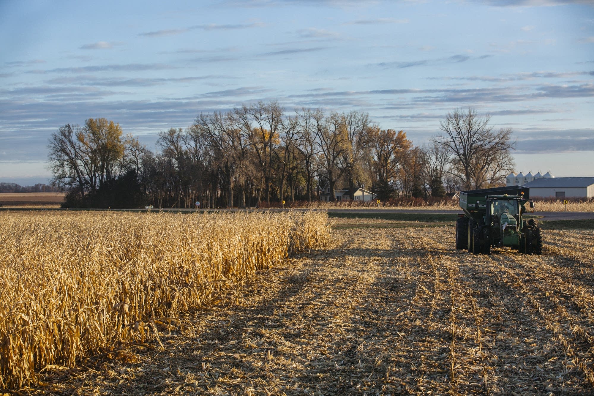 A tractor drives through a corn field.
