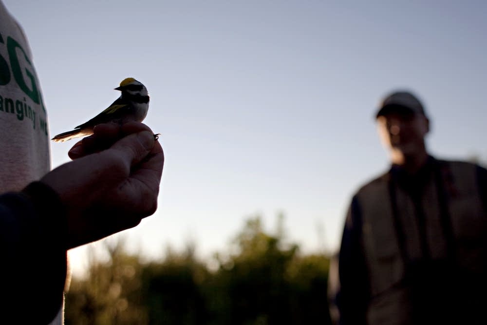 Male Golden-winged Warbler