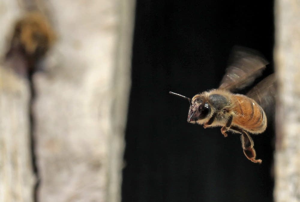 Bee in flight on the Hirschfield's Inc. roof