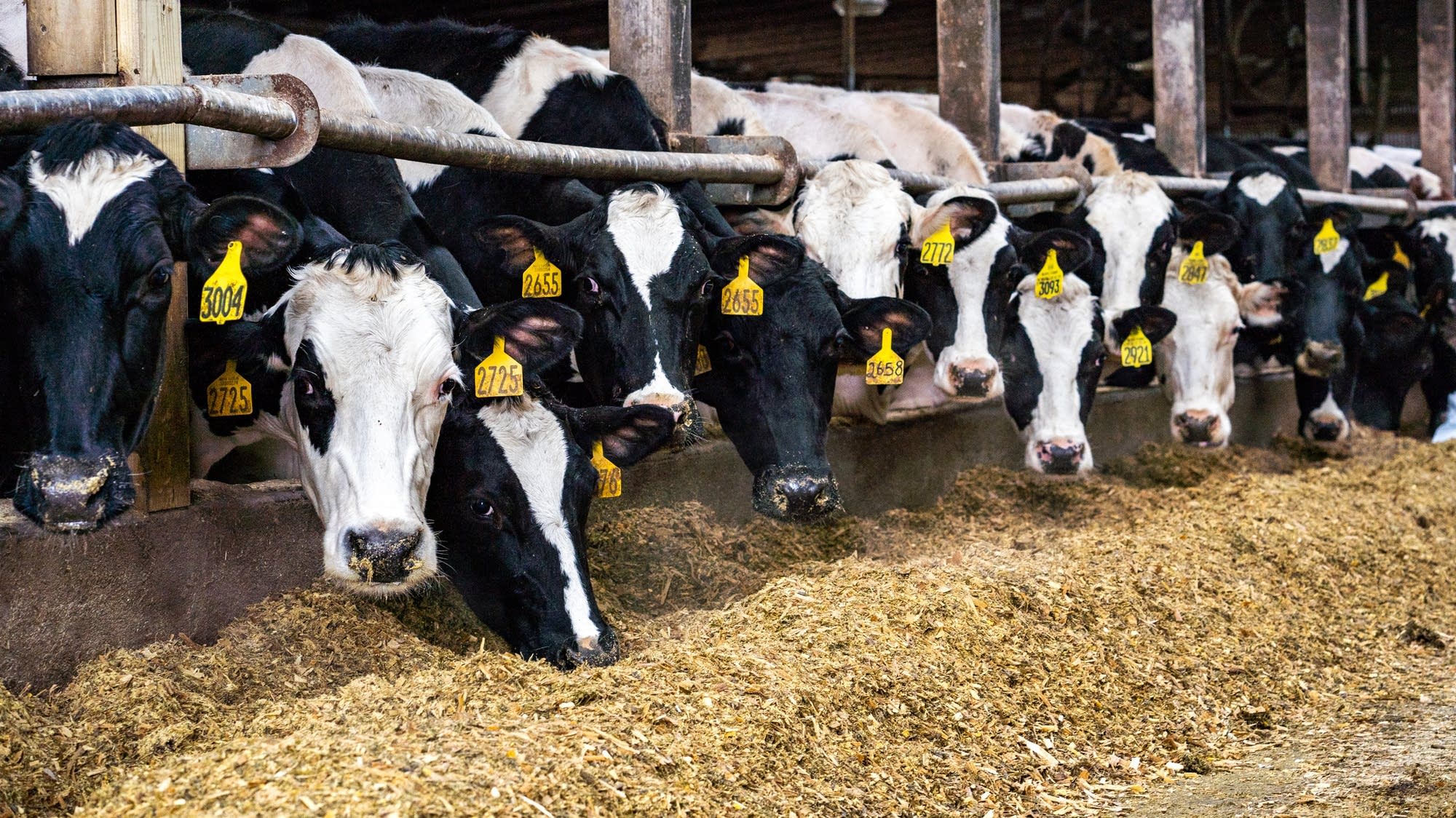 Dairy cattle in Texas and Kansas test positive for bird flu