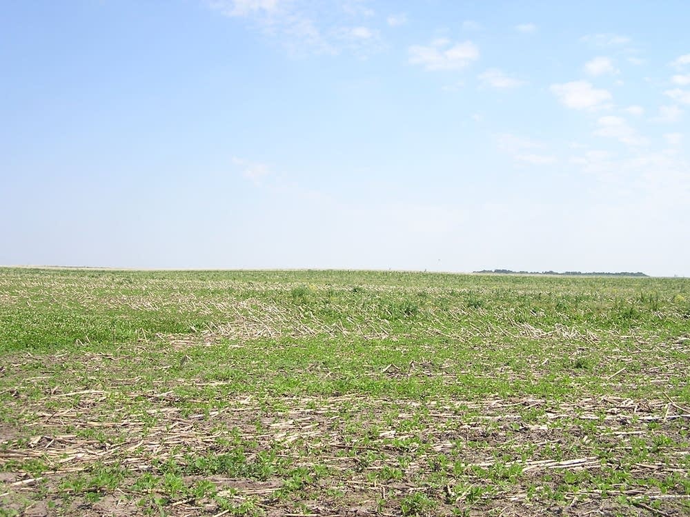 No-till field
