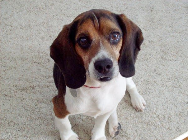 Petey died in September 2014.