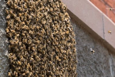 Honey bees pile on a wall around the queen bee.