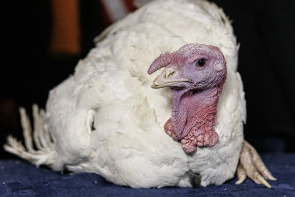 A Thanksgiving turkey is seen