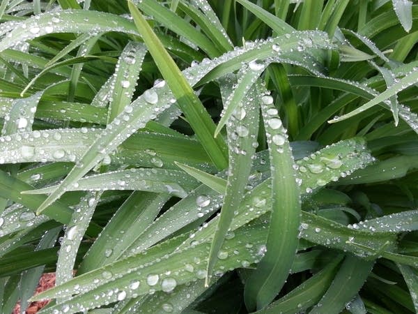 Weather Lab lillies rain