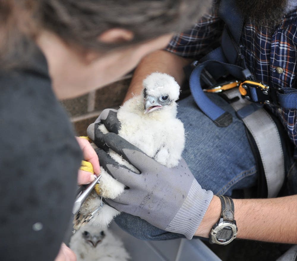 Baby peregrine falcon