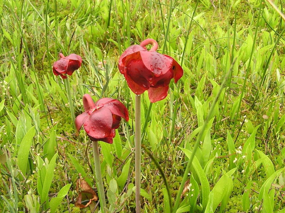 Pitcher plant