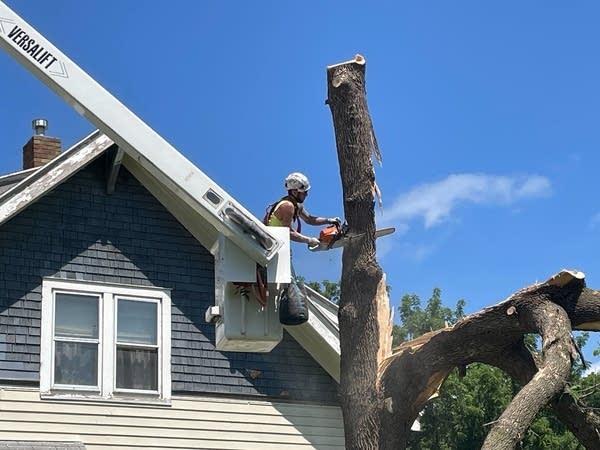 Max Milbradt chops down a large tree