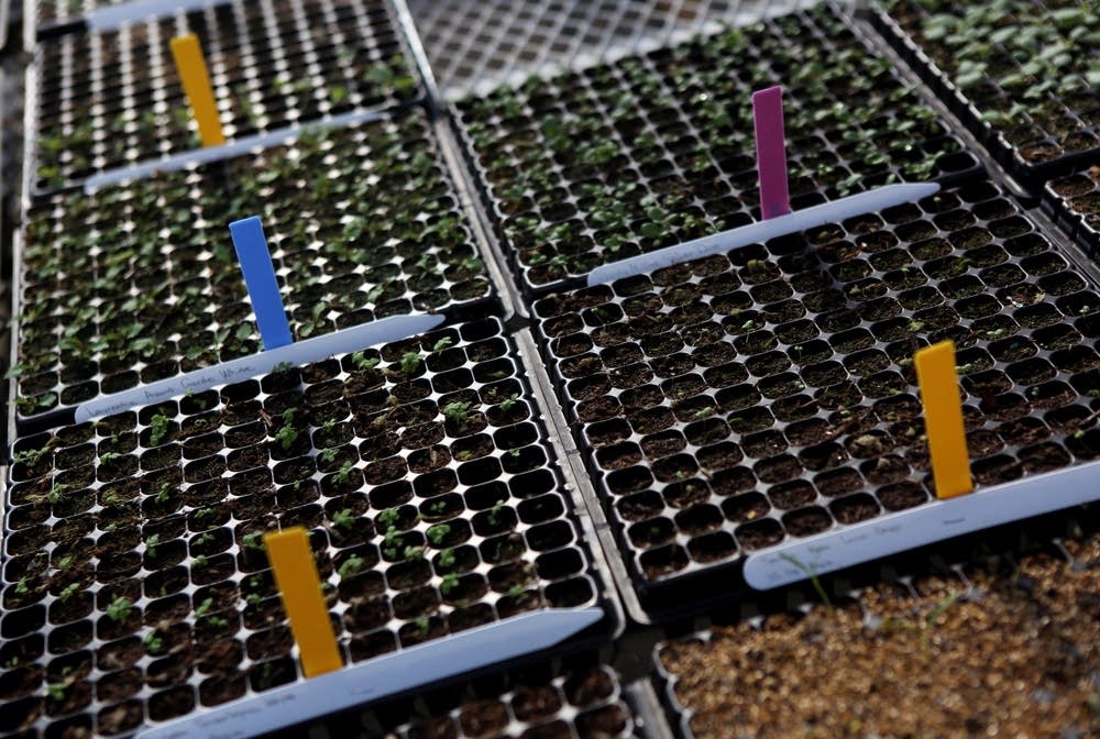 Sprouting seedlings