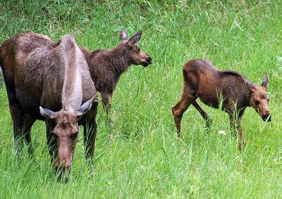 Moose twins