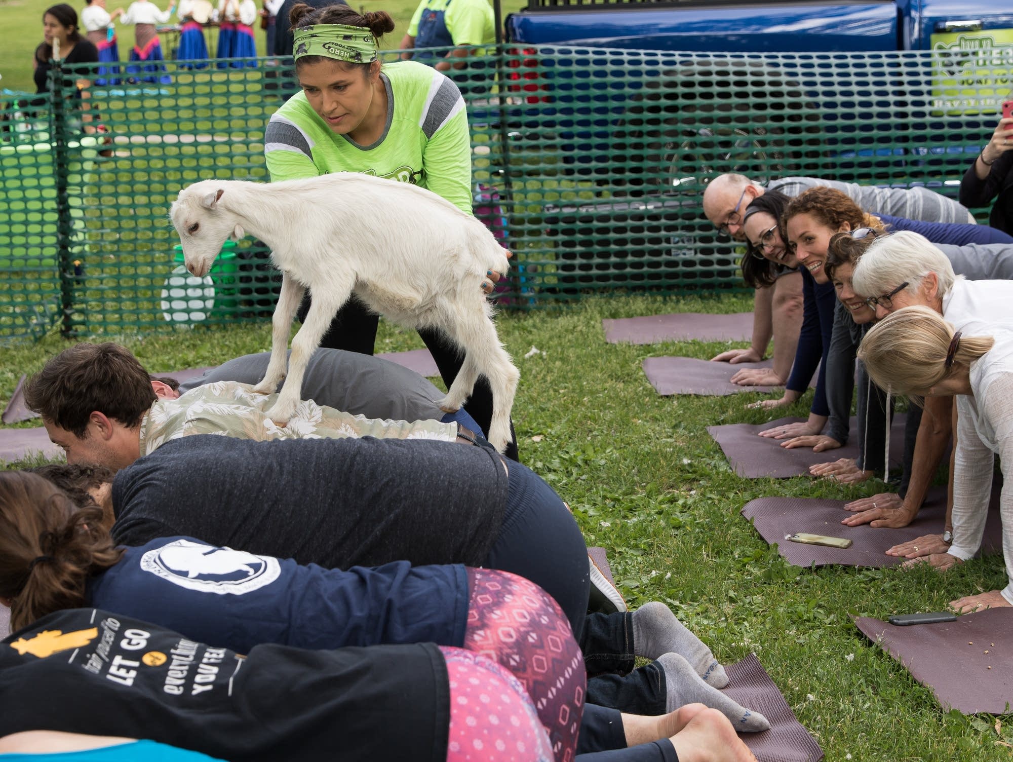 Goat yoga