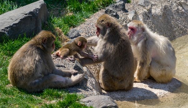 One of three new snow monkeys