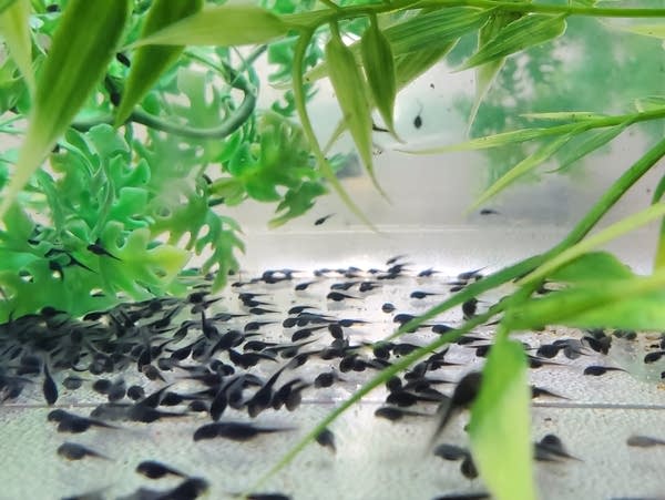 Tadpoles on the bottom of a tank with plants hanging over them