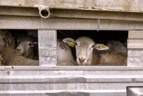 A sheep