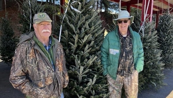 O Fraser fir