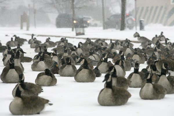 DNR investigating recent waterfowl deaths across southern Minnesota