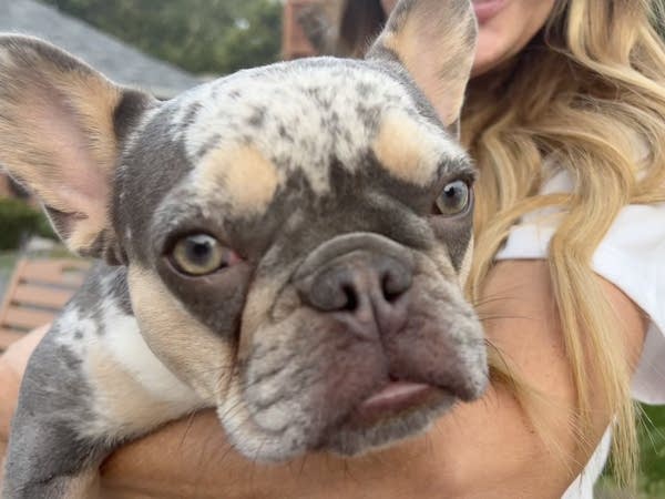 New partnership helps people seeking addiction treatment find pet care 