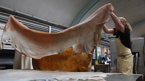 Tannery students process the washed rawhide of a cow. Today, animal hides are used in the production of some food products, like wine. 
