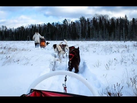 Embracing winter: The dog sledders