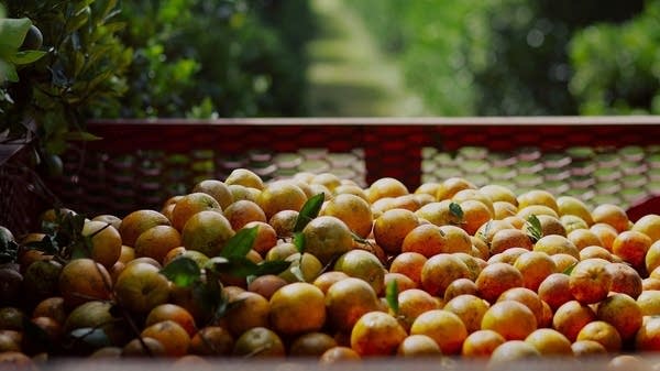 Florida is one of the country’s top producers of fruits and vegetables, but climate change has altered annual temperature and precipitation patterns there.
