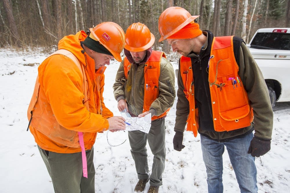 Studying the timber plot
